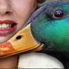 Kiss The Duck
